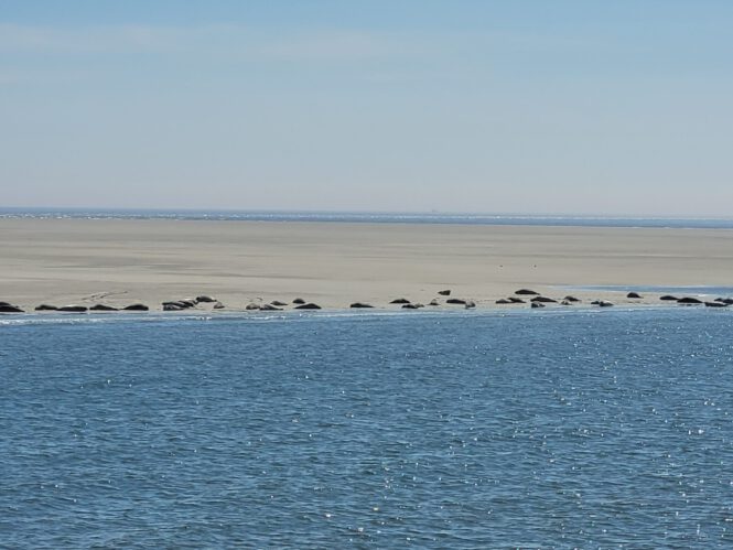 Mit Seehunden, Halligen und Watttieren auf Entdeckungstour