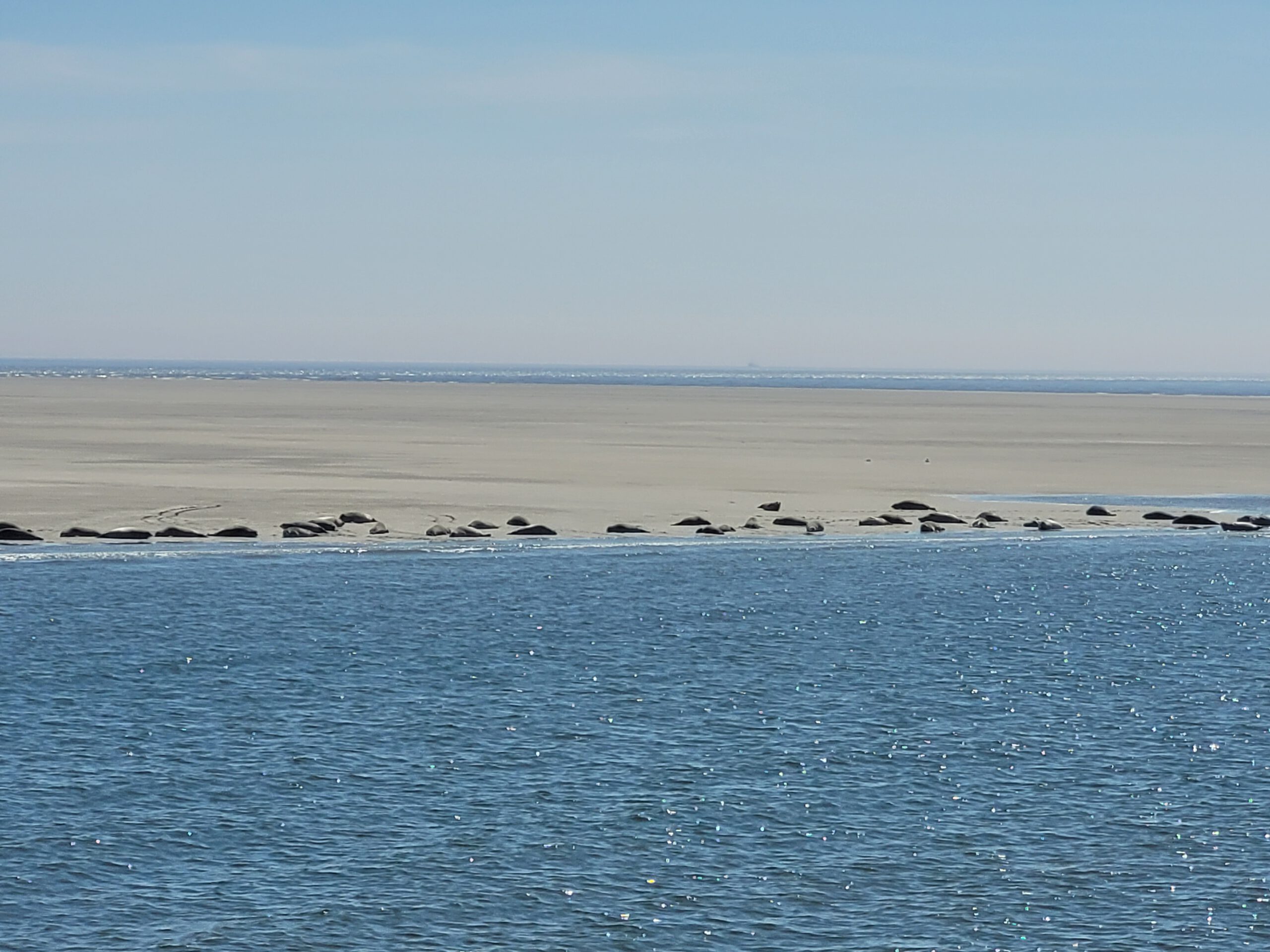 Mit Seehunden, Halligen und Watttieren auf Entdeckungstour